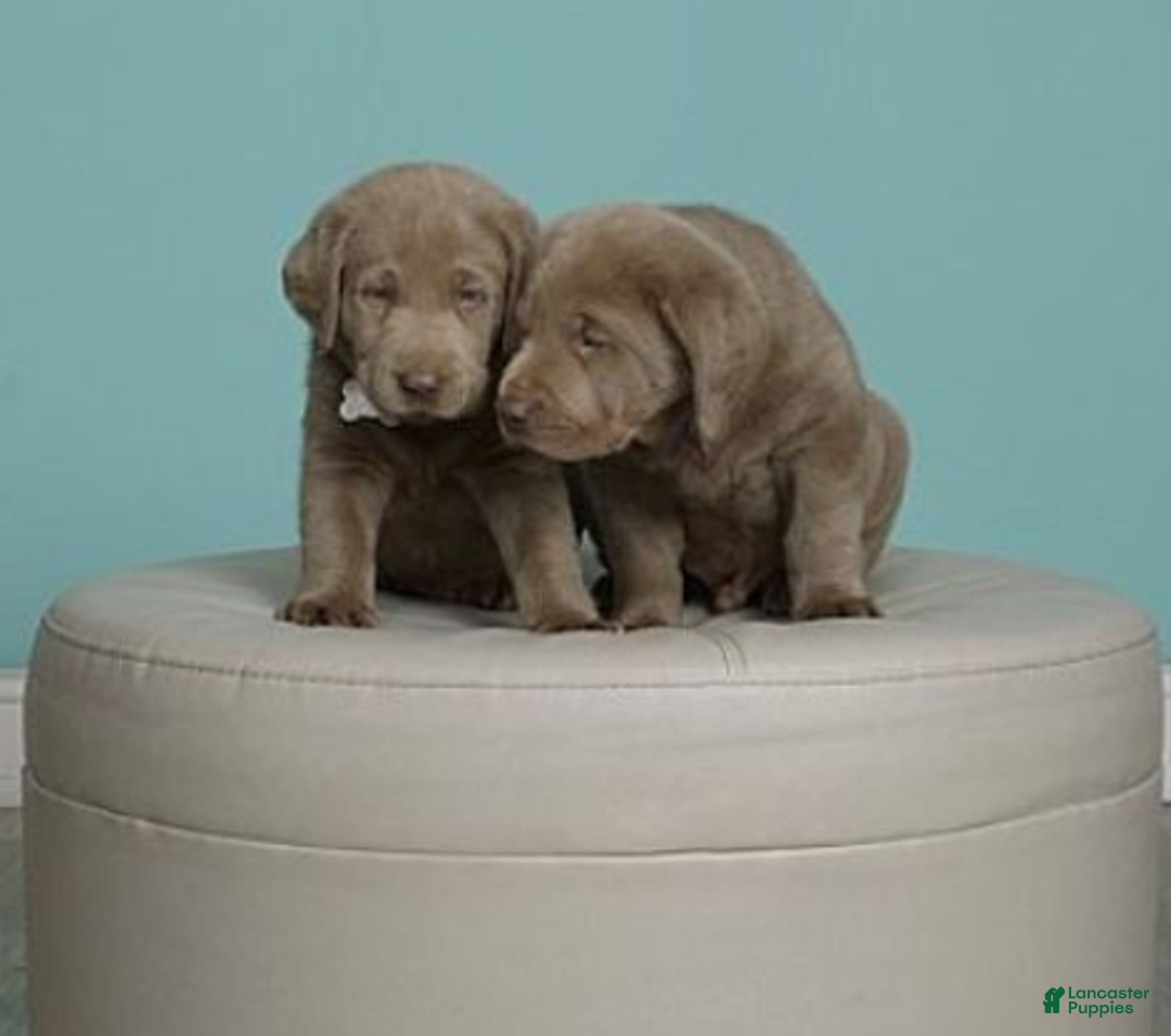 Labrador Retriever dogs for sale: Labrador Retriever Puppy 5 - Ad 26