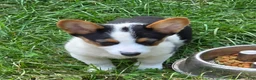 Welsh Corgi Pembroke dogs for sale: Oreo girl  - Ad 11
