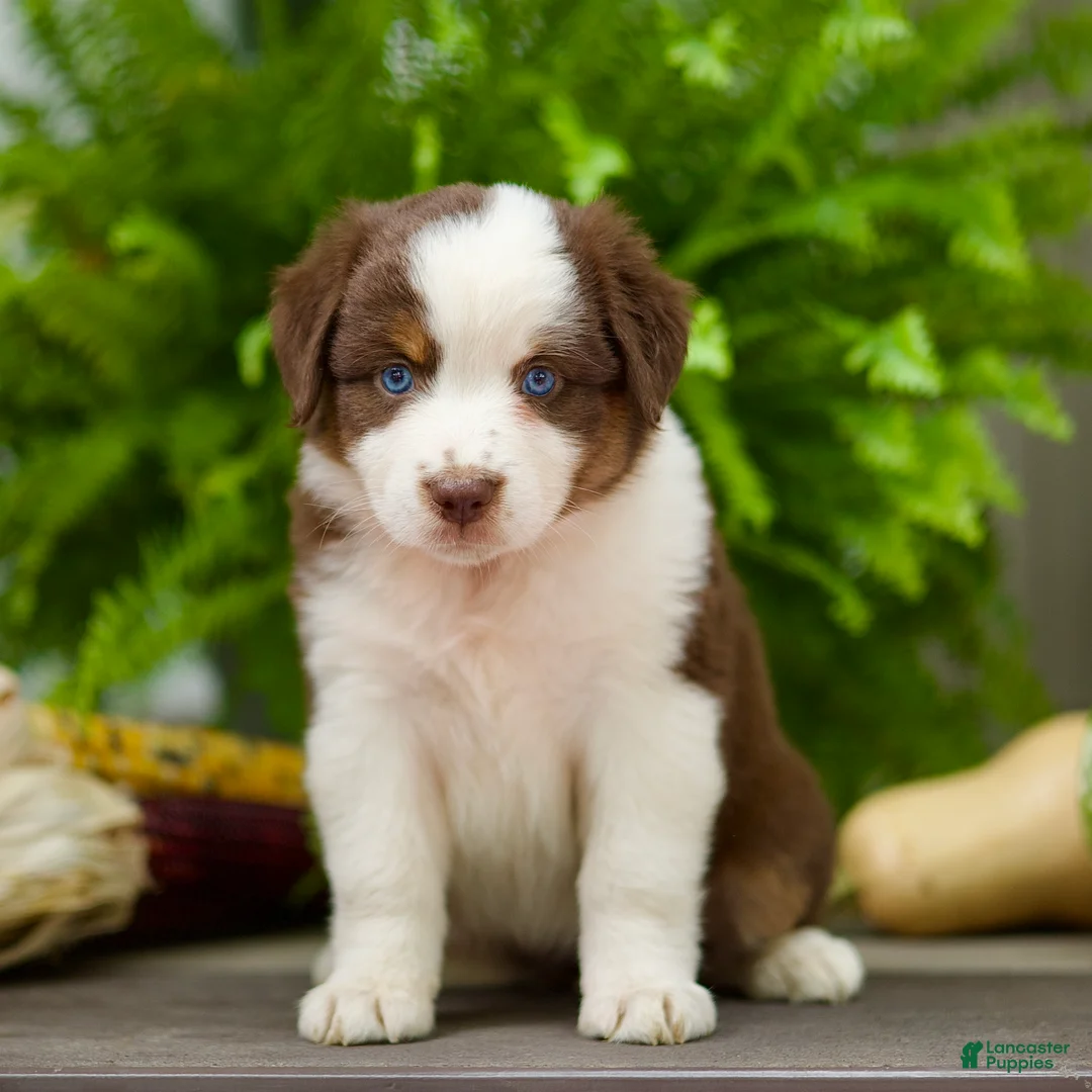 Miniature Australian Shepherd dogs for sale: Tia - Ad 2
