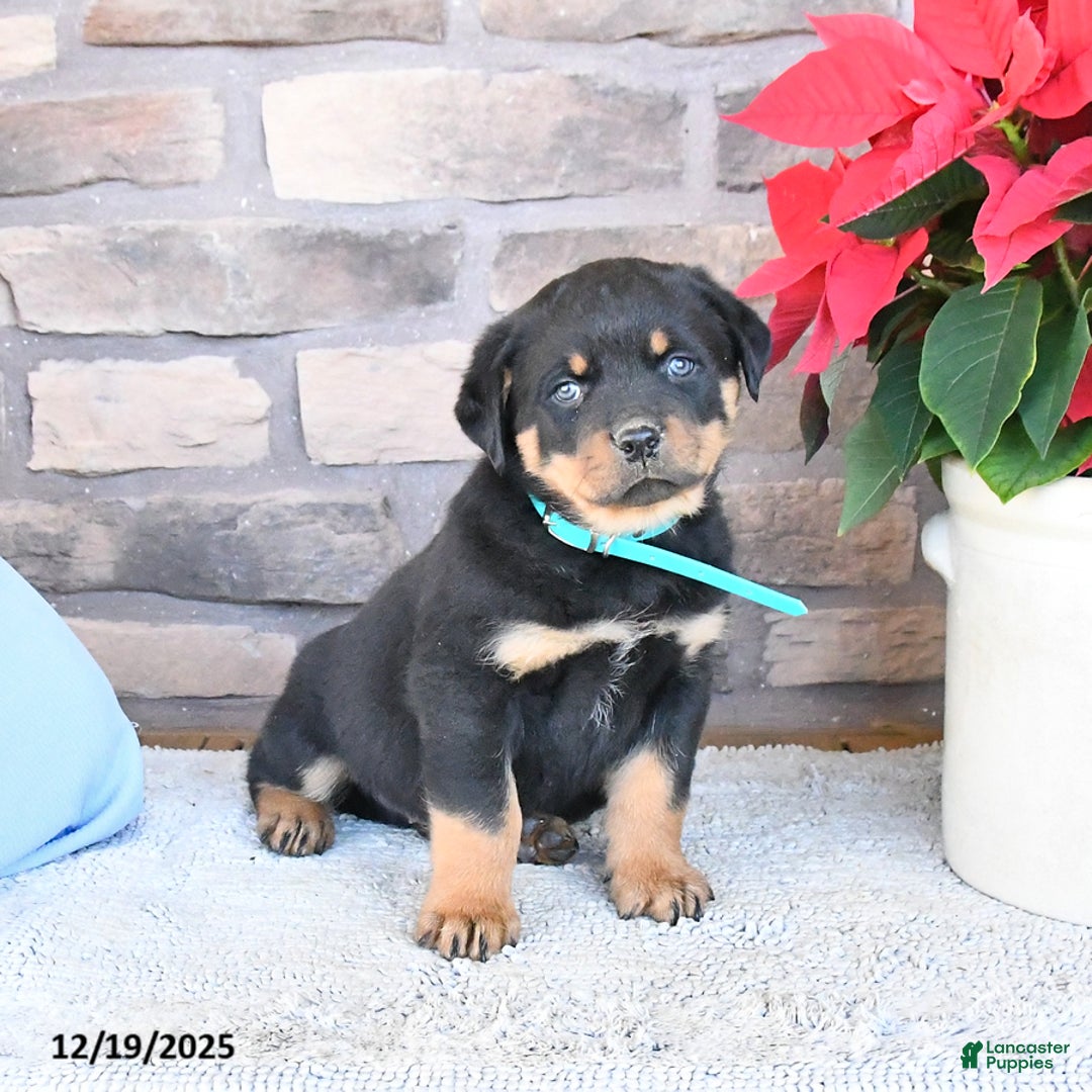 Rottweiler dogs for sale: Toby - Ad 1
