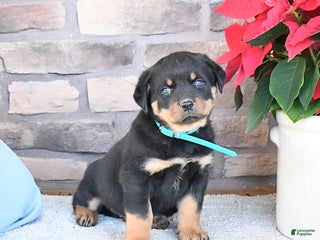 Rottweiler dogs Toby - Ad 7