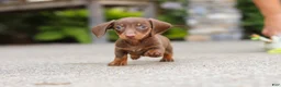 Miniature Dachshund dogs for sale: Ana - Ad 11