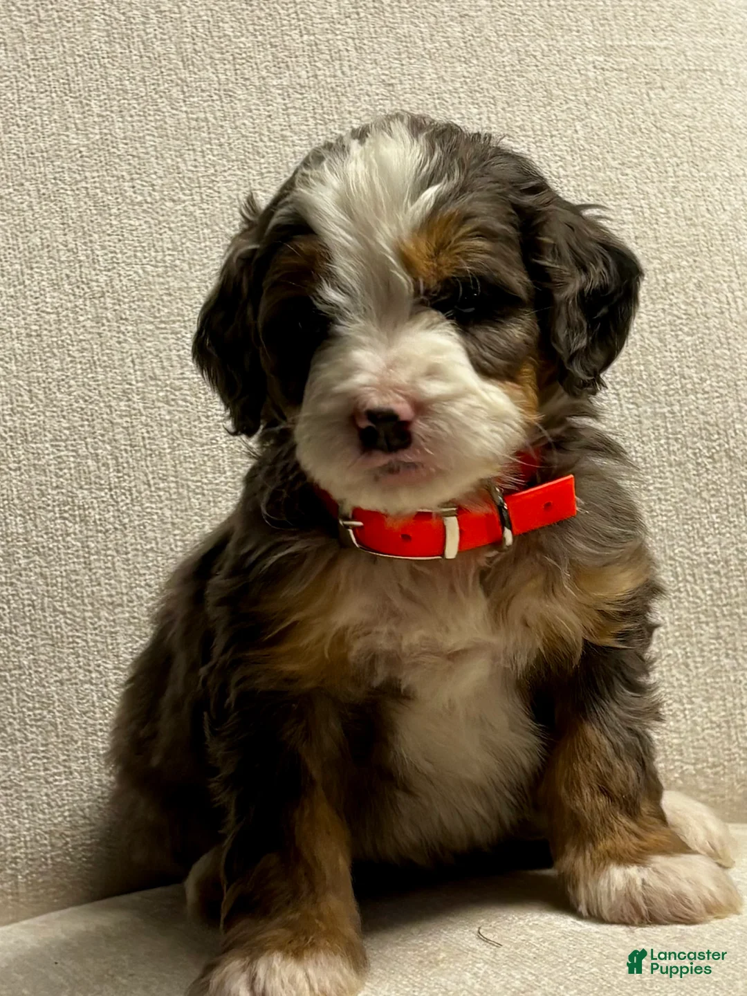 Mini Bernedoodle dogs for sale: Everest Mini Bernedoodle Puppy 6 - Ad 9