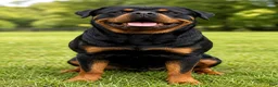 Rottweiler dogs for stud: Kane  - Ad 4