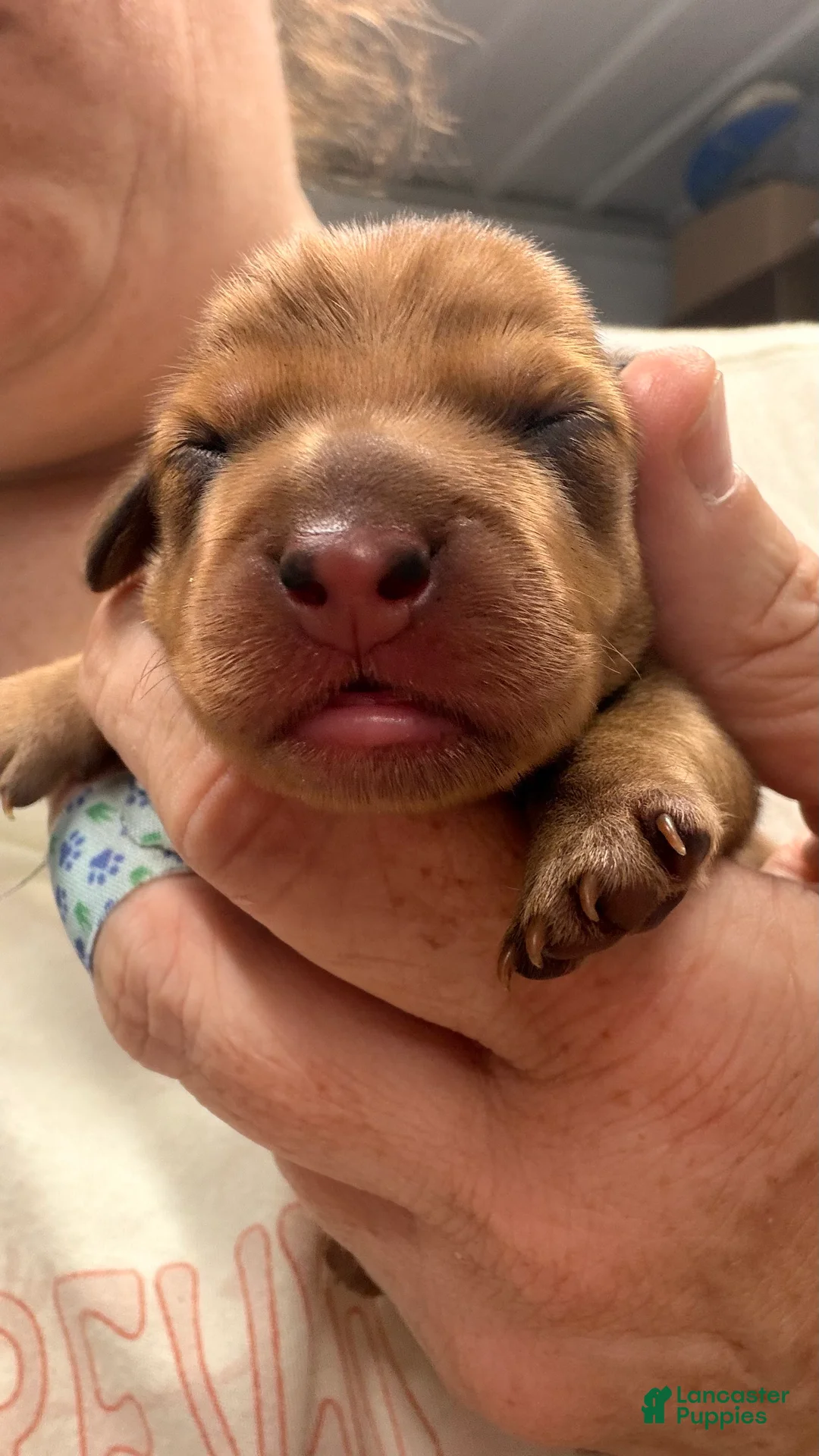 Miniature Dachshund dogs for sale: Miniature Dachshund 2 - Ad 1