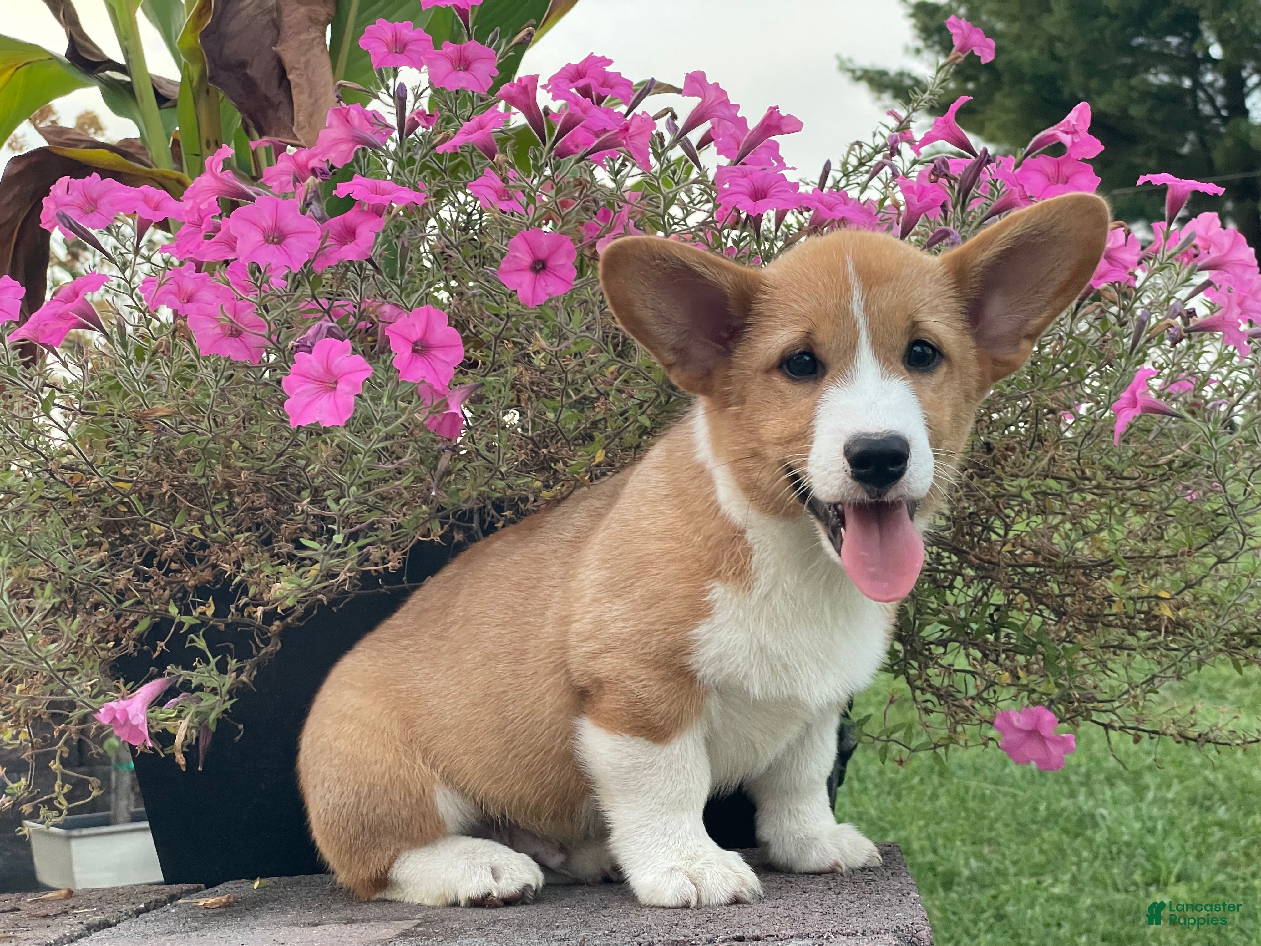 Welsh Corgi Pembroke dogs for sale: Welsh Corgi Pembroke 2 - Ad 4