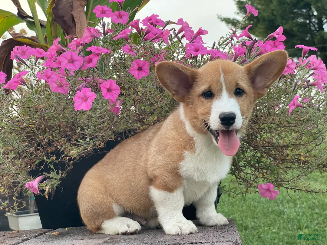 Welsh Corgi Pembroke dogs for sale: Welsh Corgi Pembroke 2 - Ad 1