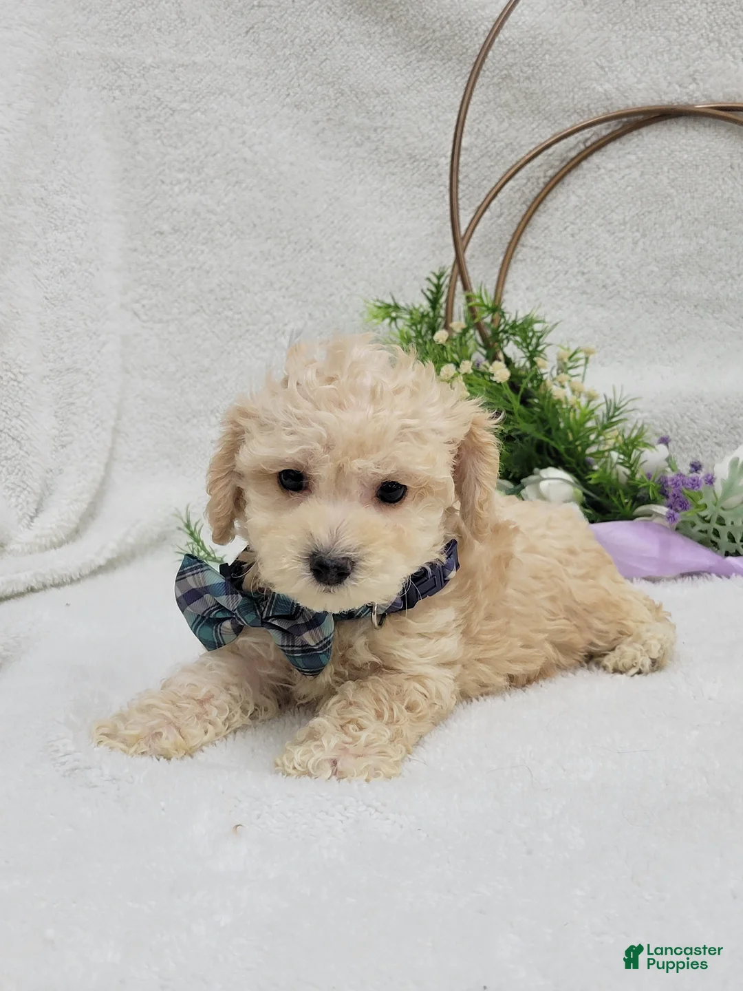 Maltipoo dogs for sale: Biscuit  - Ad 4