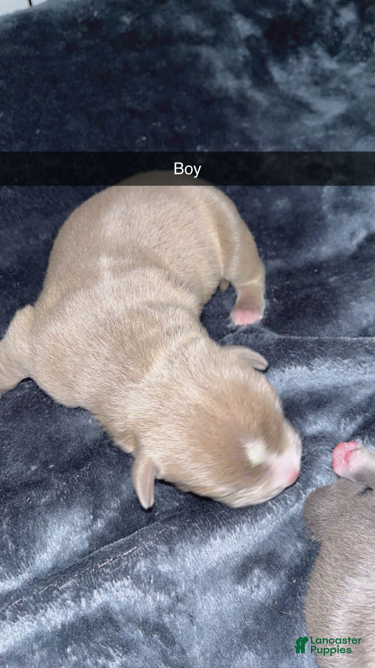 Mixed Breed dogs Mixed Breed Puppy 5 - Ad 21