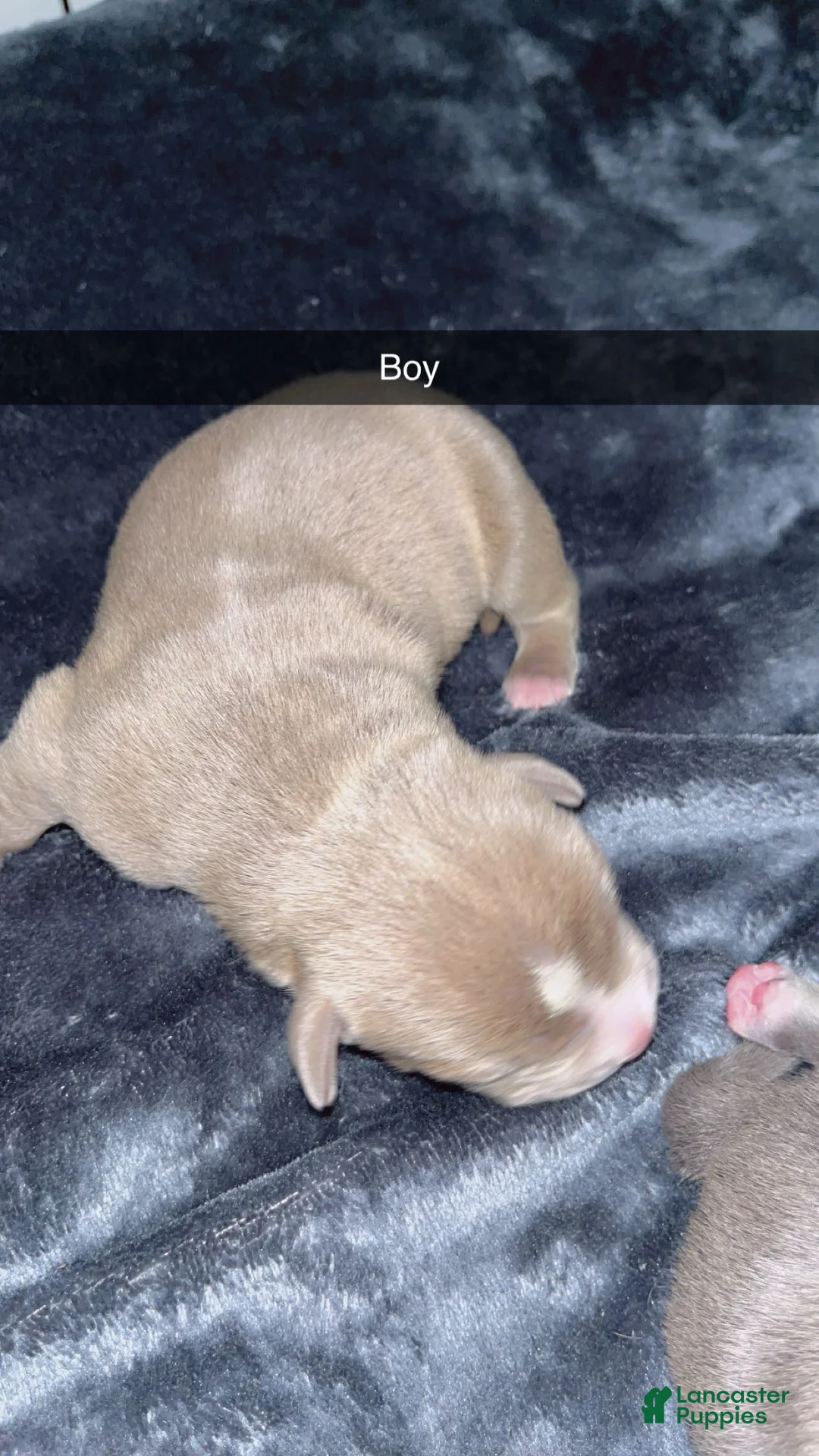 Mixed Breed dogs for sale: Mixed Breed Puppy 5 - Ad 1