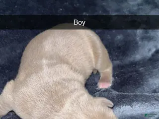 Mixed Breed dogs Mixed Breed Puppy 5 - Ad 21