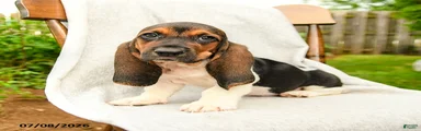 Balina