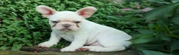 French Bulldog dogs for sale: Snoopy 🐶 - Ad 18