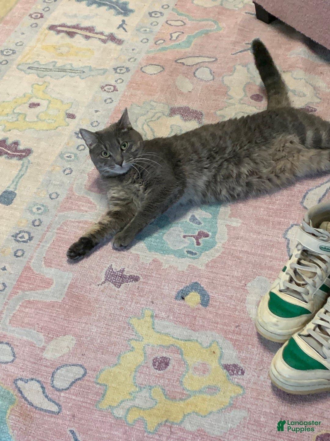 Mixed Breed dogs for sale: rosy - Ad 21