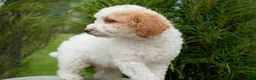Goldendoodle dogs for sale: Merle Male - Ad 4
