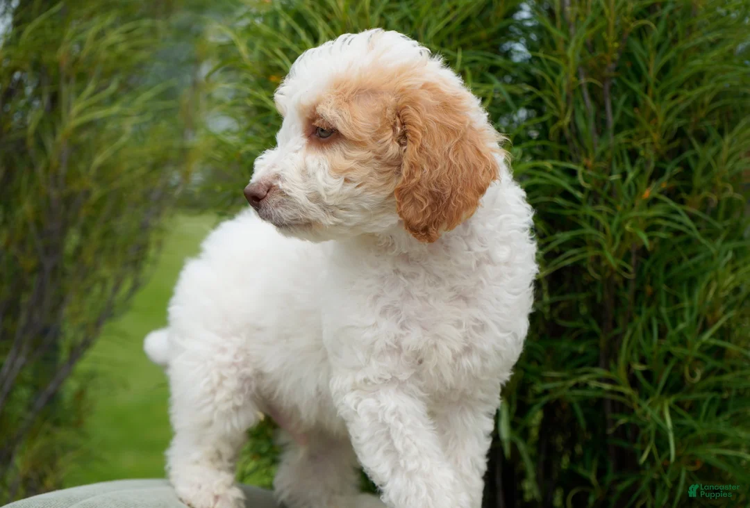 Goldendoodle dogs for sale: Merle Male - Ad 4