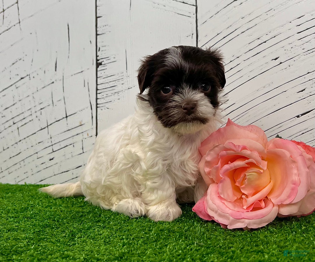 Havanese dogs for sale: Annie - Ad 6