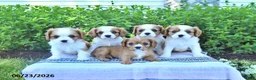 Cavalier King Charles Spaniel dogs for sale: Jackie - Ad 5