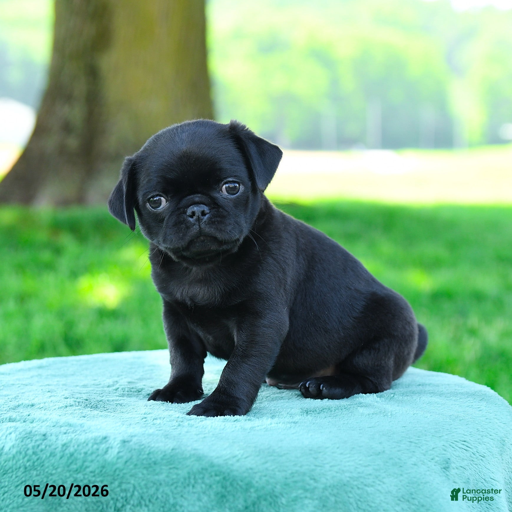 Pug dogs for sale: Andrew - Ad 1