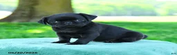 Pug dogs for sale: Andrew - Ad 1
