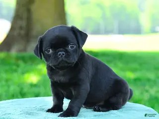 Pug dogs for sale: Andrew - Ad 1