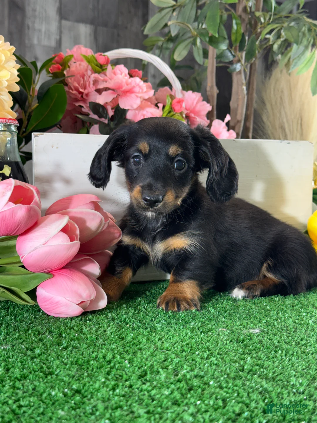 Miniature Dachshund dogs for sale: Donna - Ad 2