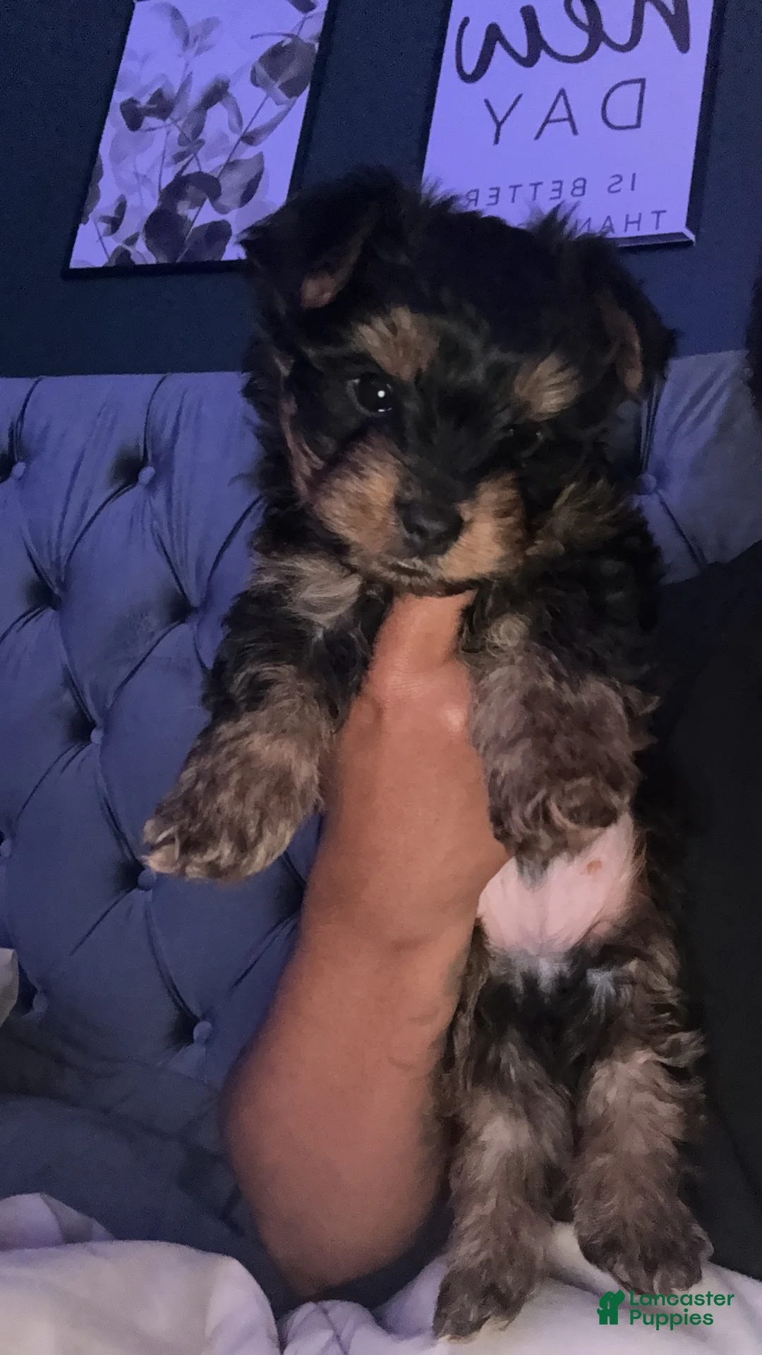 Yorkshire Terrier dogs for sale: Yorkshire Terrier Puppy 1 - Ad 1