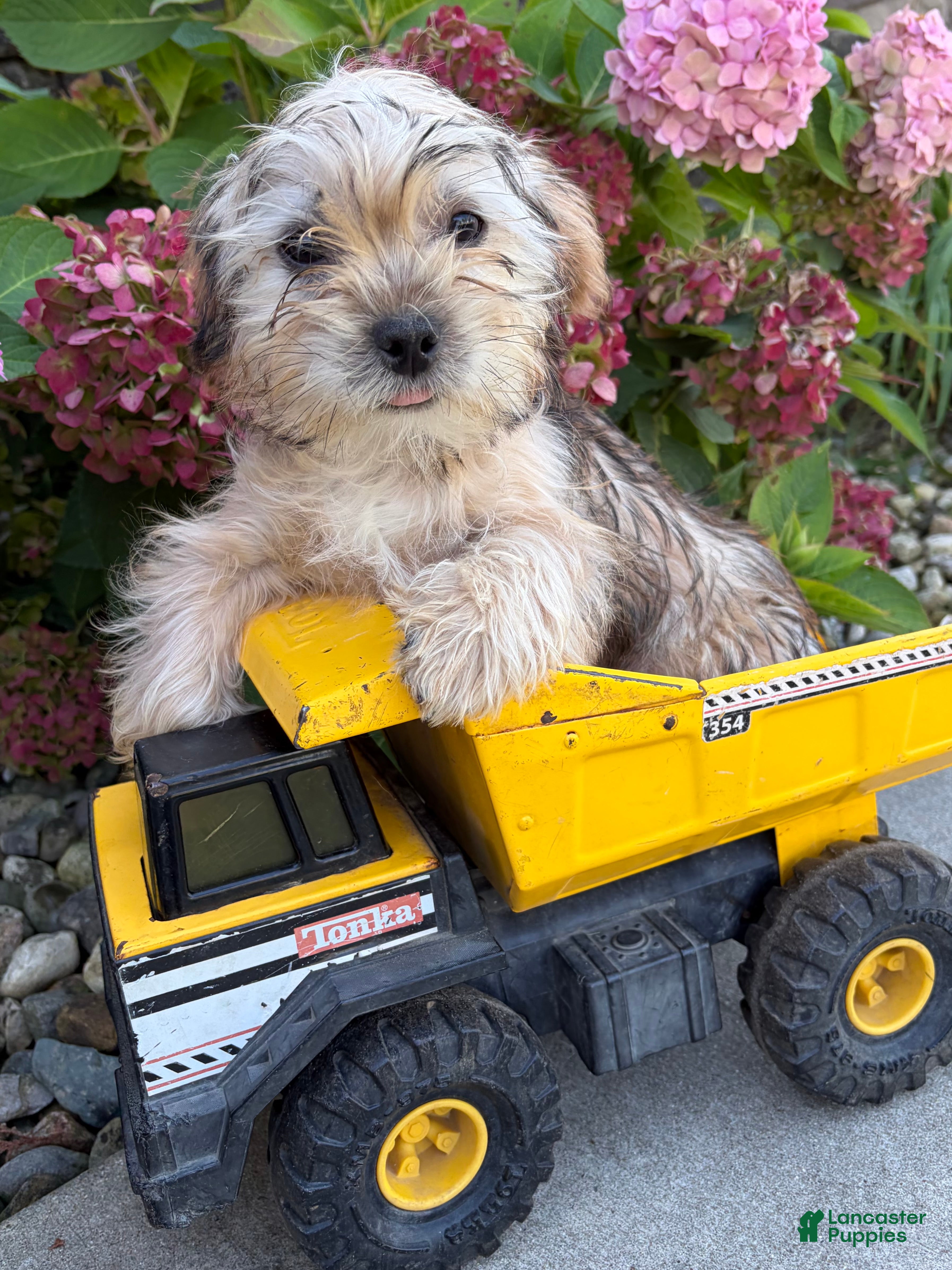 Shorkie dogs for sale: Ace - Ad 1