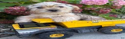 Shorkie dogs for sale: Ace - Ad 1
