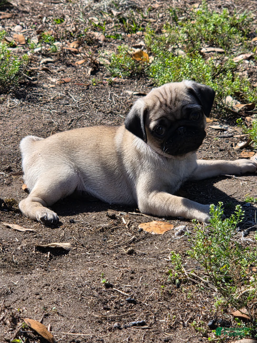 Pug dogs for sale: Sadie  - Ad 5