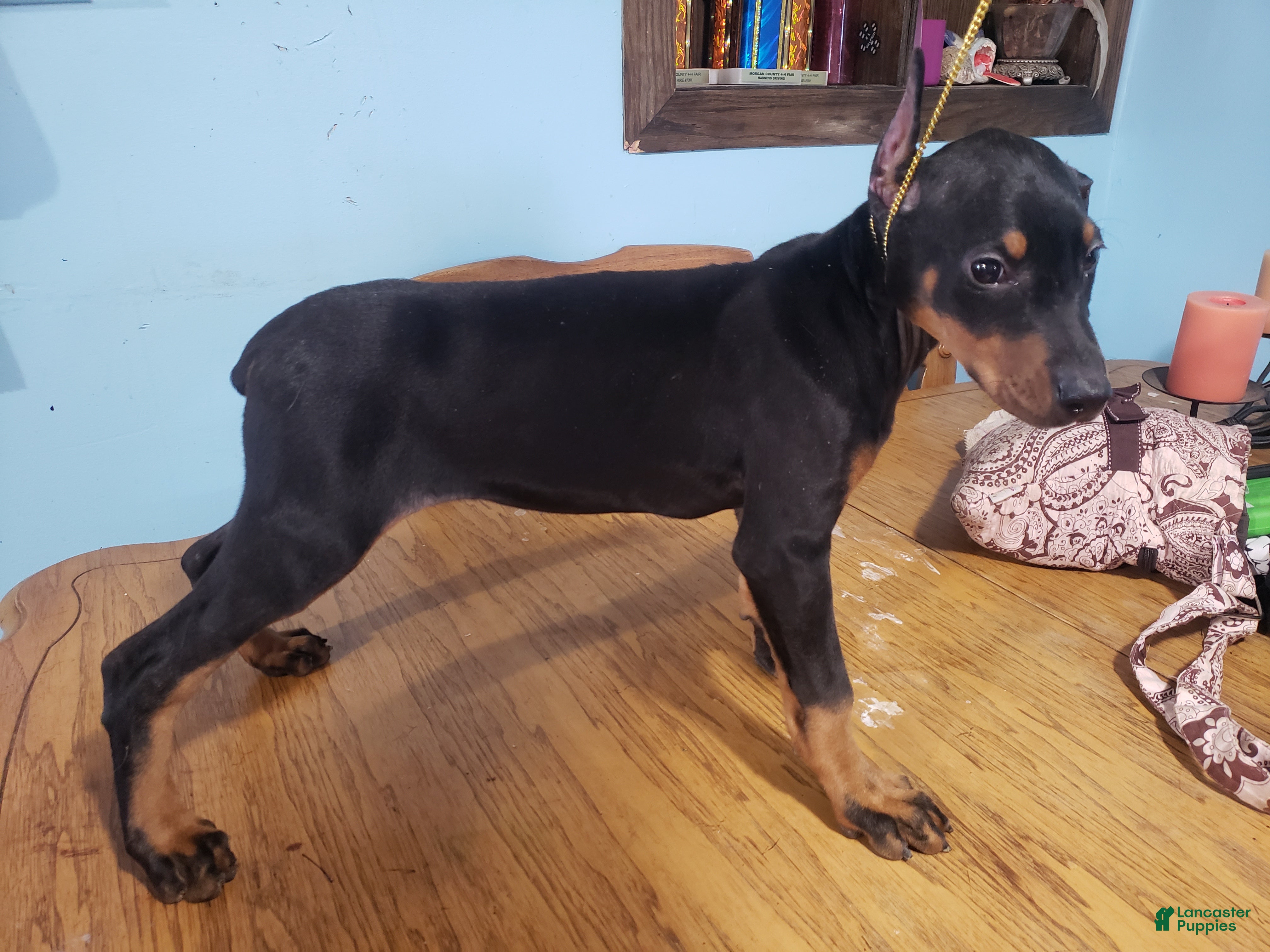 Doberman Pinscher dogs Elyse - Ad 31