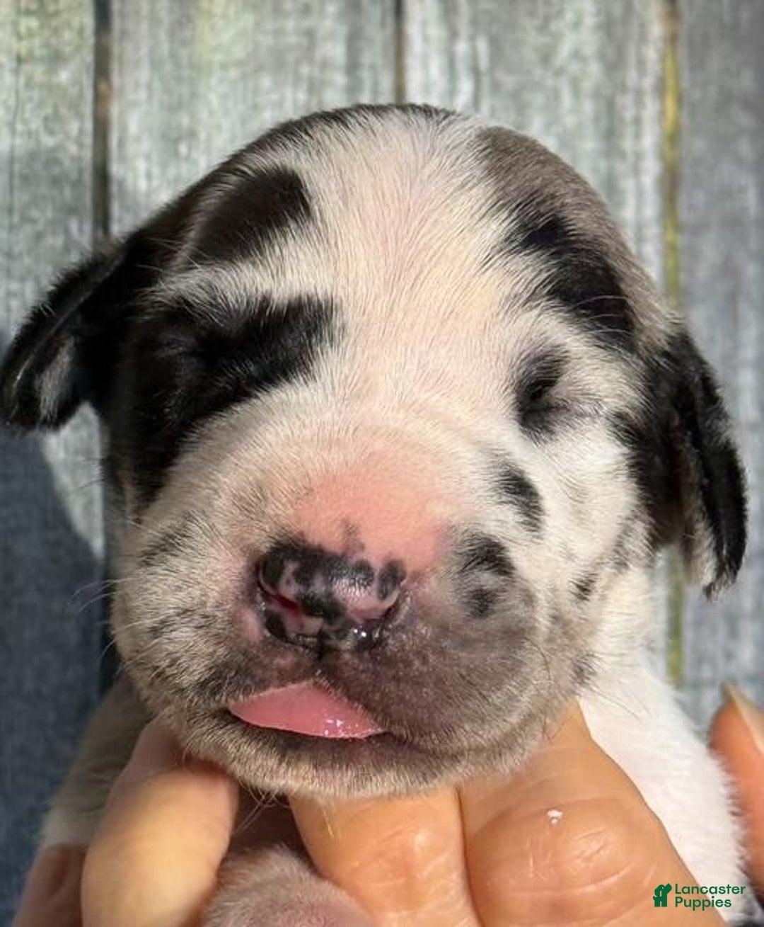 European Great Harlequin Dog Price Female Harlequin Great Dane