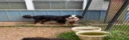 Bernese Mountain Dog dogs for sale: John - Ad 6