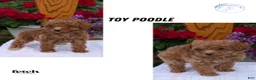 Toy Poodle dogs for sale: Lando - Ad 11