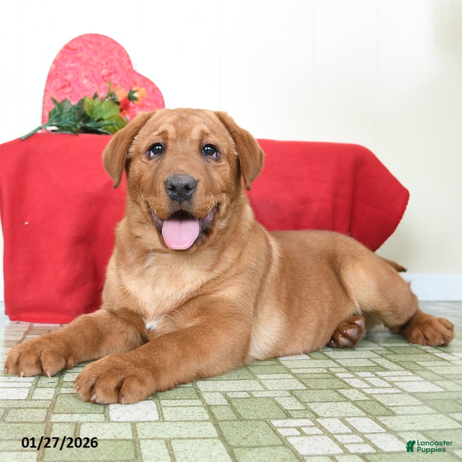 Labrador Retriever dogs Joy - Ad 36
