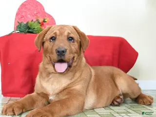 Labrador Retriever dogs Joy - Ad 36