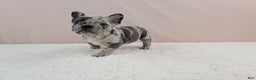 French Bulldog dogs for sale: Gracie - Ad 2