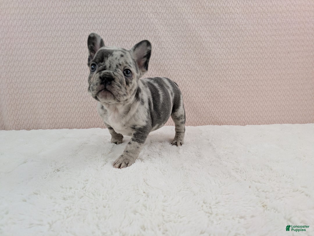 French Bulldog dogs for sale: Gracie - Ad 2