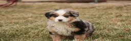 Bernedoodle dogs for sale: Penelope - Ad 10