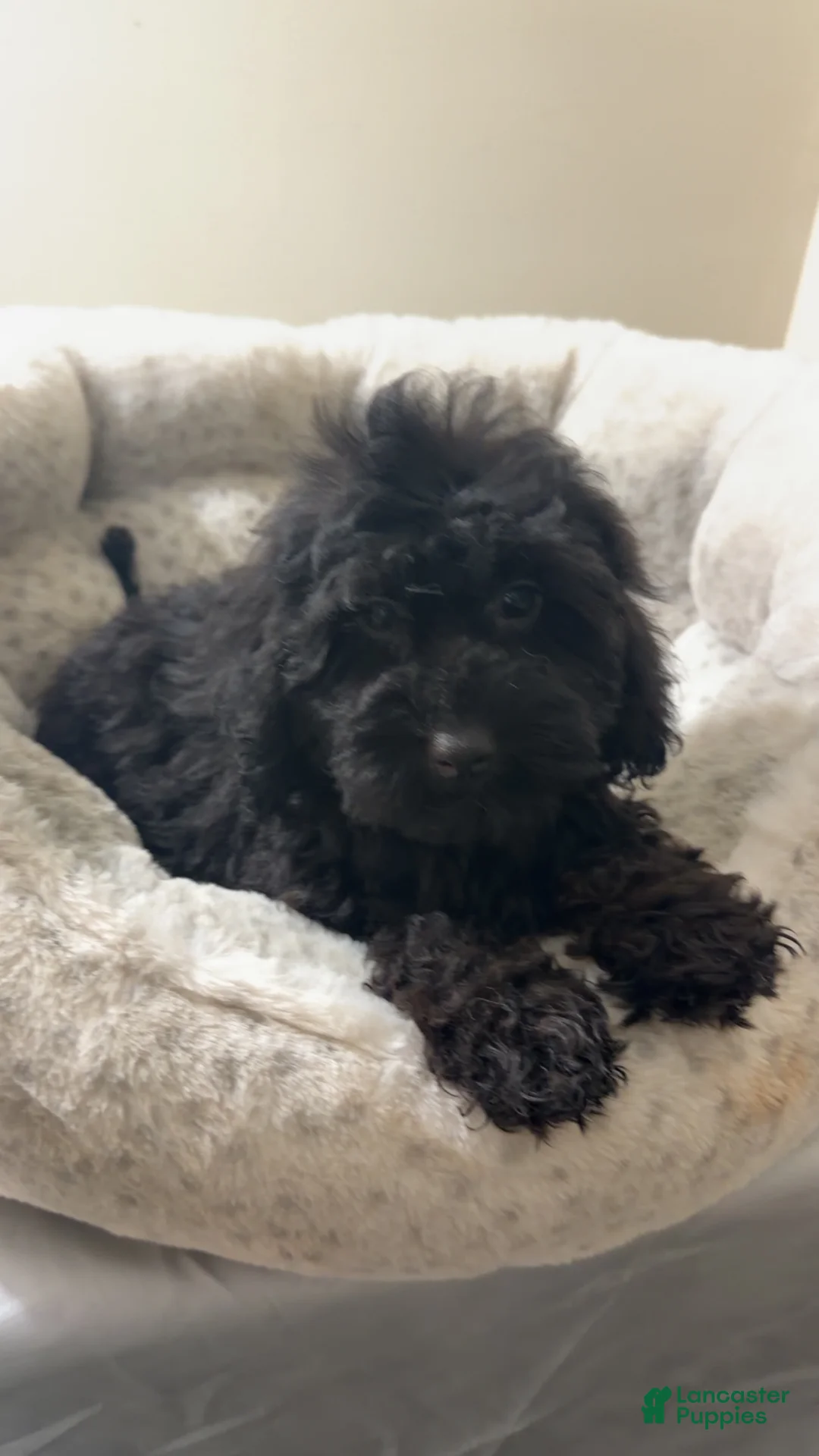 Yorkiepoo dogs for sale: Bear  - Ad 2