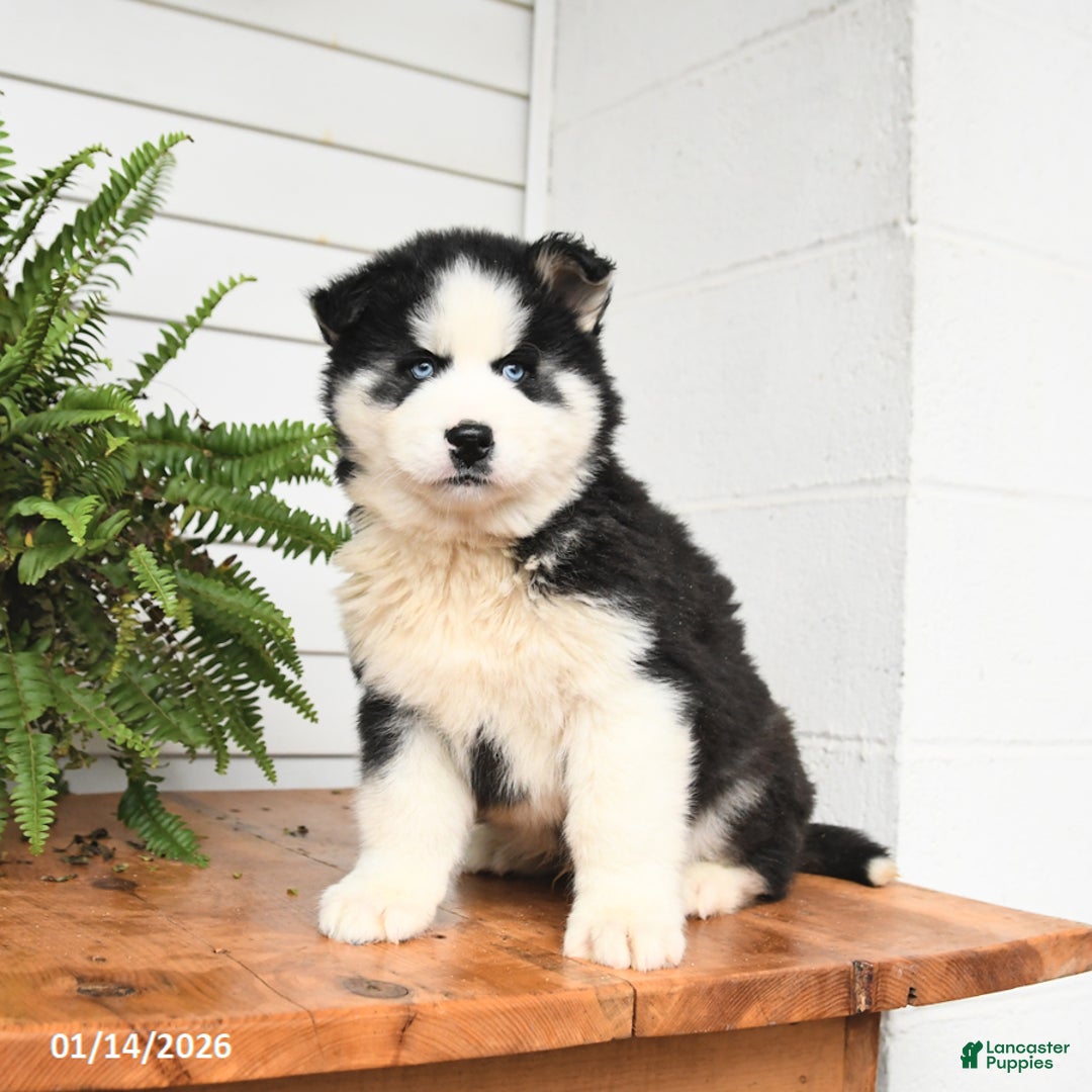 Gerberian Shepsky dogs for sale: Gunner - Ad 3