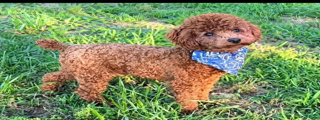 Cooper