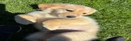 Mixed Breed dogs for sale: Lavender Collar - Ad 3