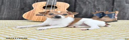 Toy Fox Terrier dogs for sale: Buster - Ad 3