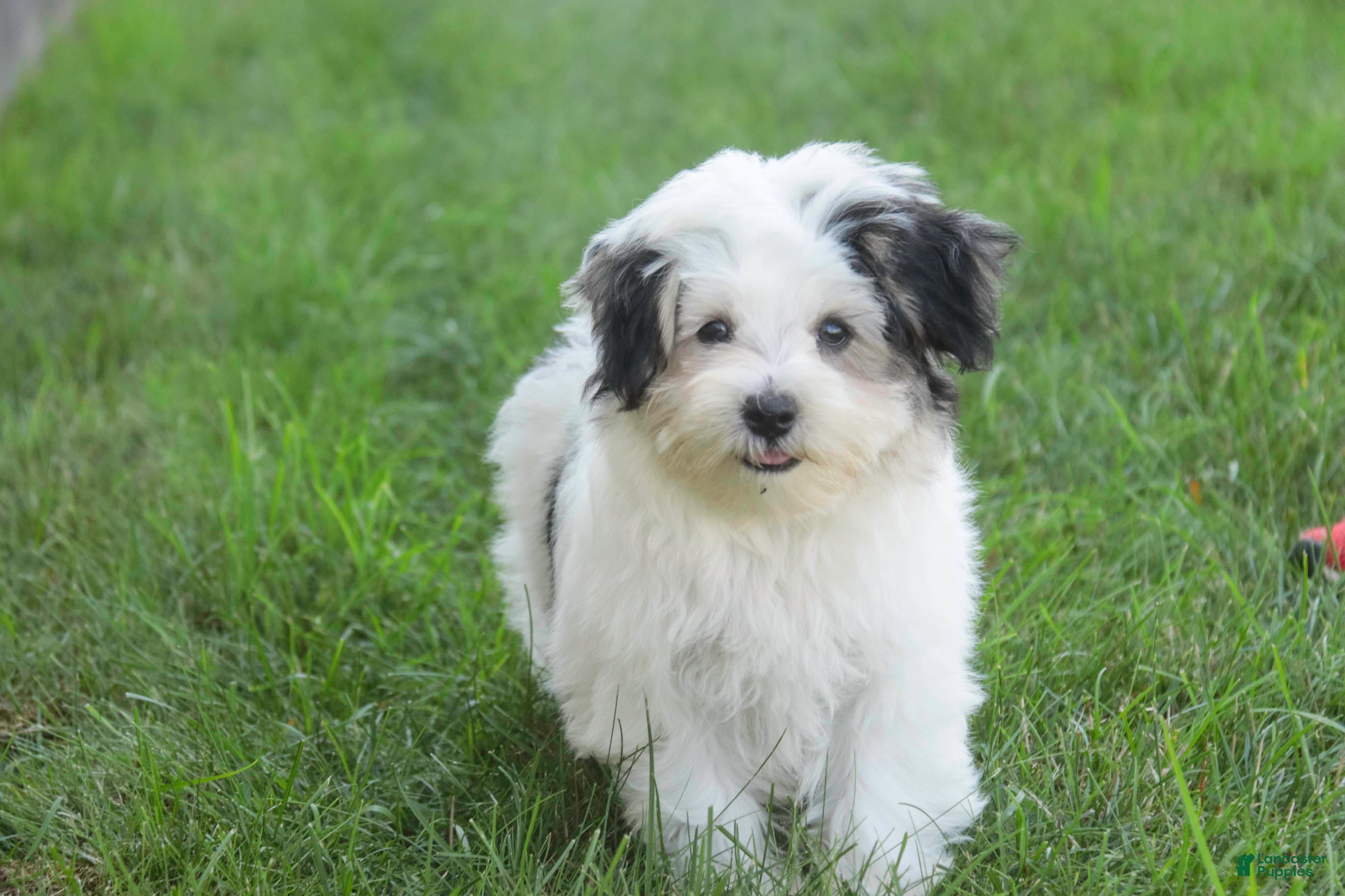 Havanese dogs Twila Havanese Puppy  - Ad 1