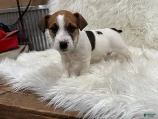 Jack Russell Terrier dogs Chloe number 1 - Ad 24