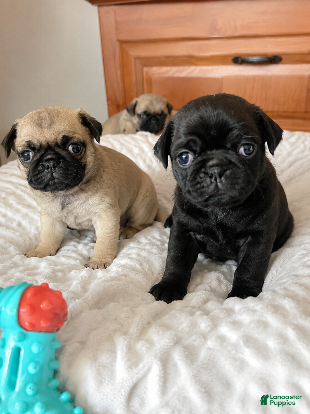 Pug dogs Rosie - Ad 2