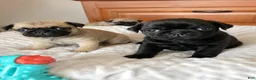 Pug dogs for sale: Rosie - Ad 6