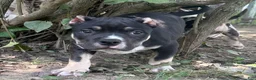 American Bully dogs for sale: Turbo - Ad 3