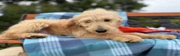 Labradoodle dogs for sale: Cindy (Girl) - Ad 2